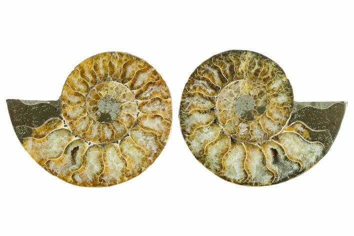 Cut & Polished Crystal-Filled Ammonite Fossil - Madagascar #354151
